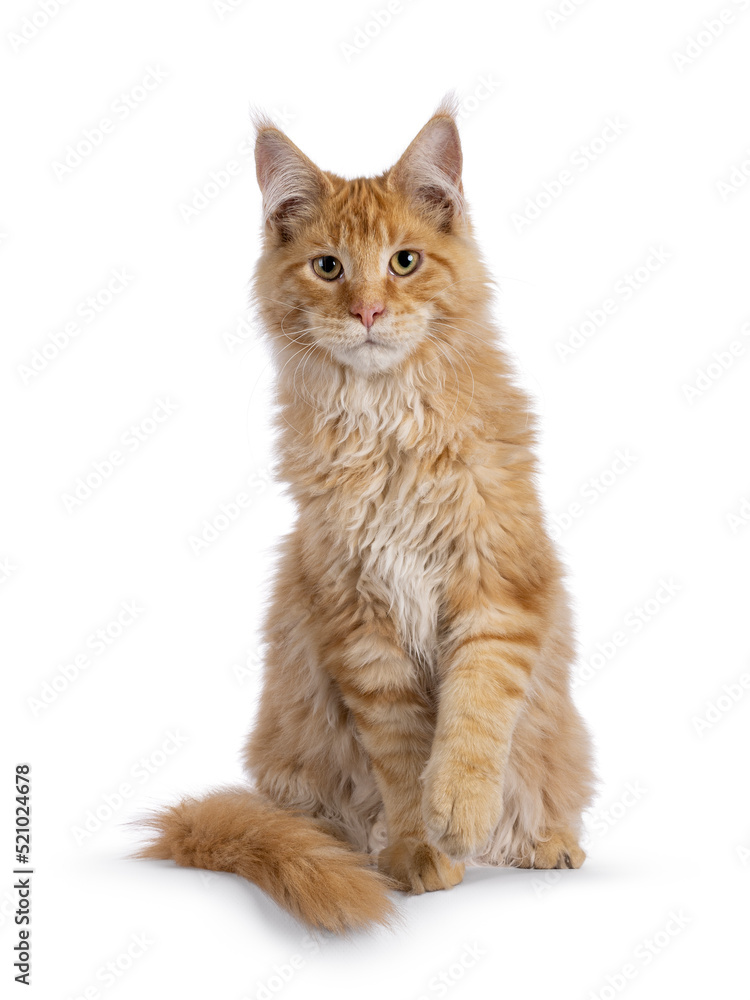 Handsome red Maine Coon cat kitten, sitting up facing front. Looking towards camera. Tail folded around body. One paw playfully up. Isolated on a white background.