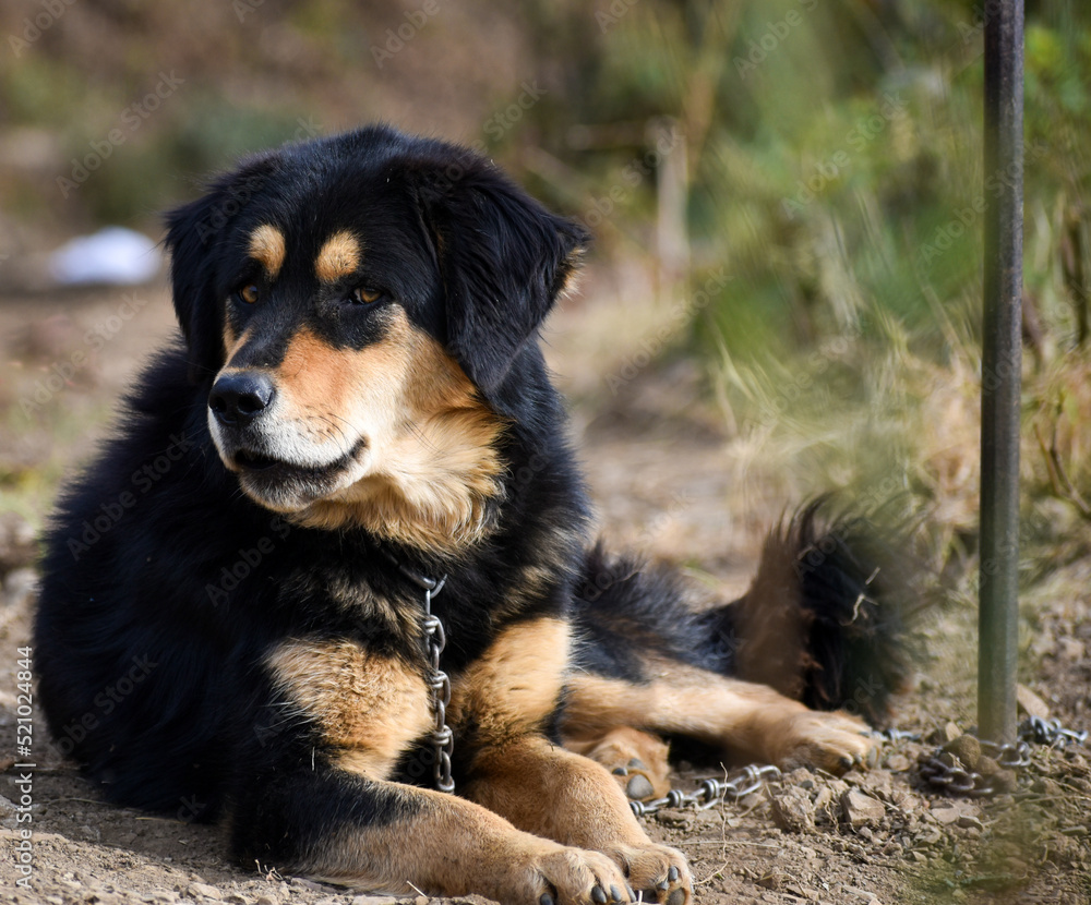 Himalayan mountain store dog