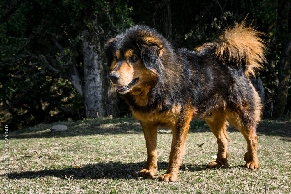 Himalayan shepherd dog online