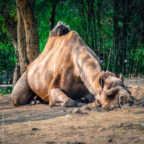 A big tamed tied dessert Camel with a large hump resting on a sand. Delhi India.