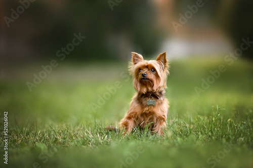 yorkshire terrier dog in a collar with id tag sitting on grass outdoors