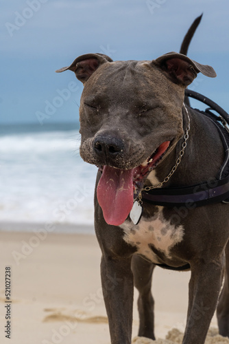 Pit Bull dog playing on the beach. Having fun with the ball and digging a hole in the sand. Partly cloudy day. Selective focus