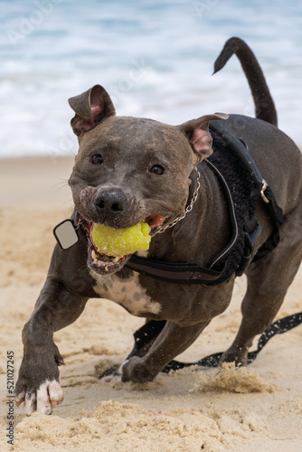 Pit Bull dog playing on the beach. Having fun with the ball and digging a hole in the sand. Partly cloudy day. Selective focus