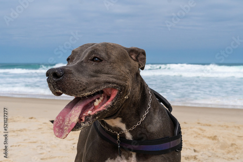 Pit Bull dog playing on the beach. Having fun with the ball and digging a hole in the sand. Partly cloudy day. Selective focus © Diego