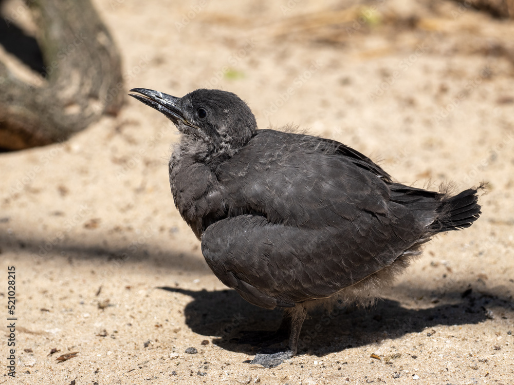 Naklejka premium Inkaschalbe