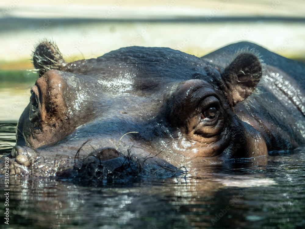 Fototapeta premium Flusspferd