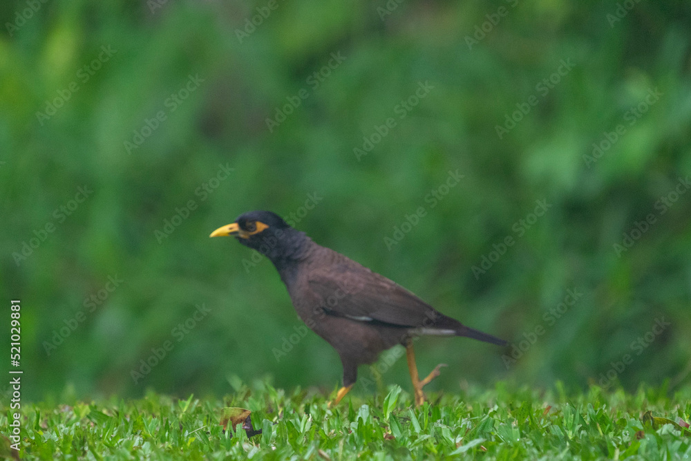 blackbird on the grass blackbird on the grass