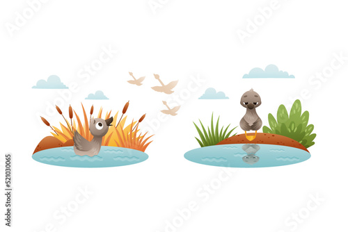 Grey Ugly Duckling Floating in Pond with Reeds as Little Creature from Fairytale Vector Set