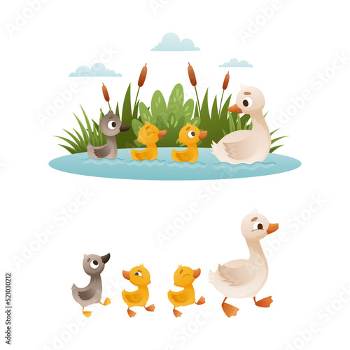 Duck Floating in Pond with Reeds and Grey Ugly Duckling from Fairytale Vector Set