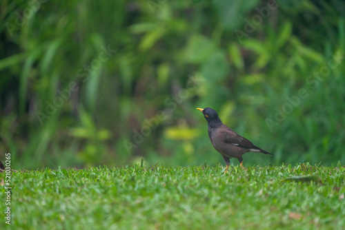 blackbird on the grass © Raghavendra