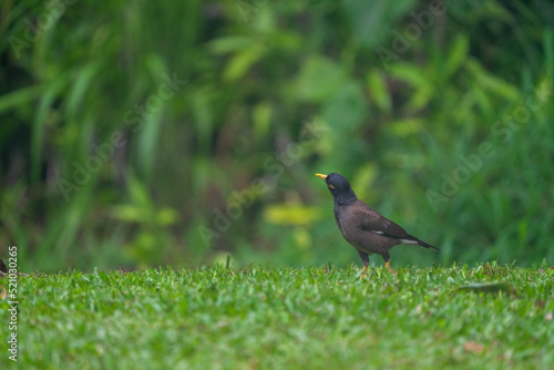 blackbird on the grass