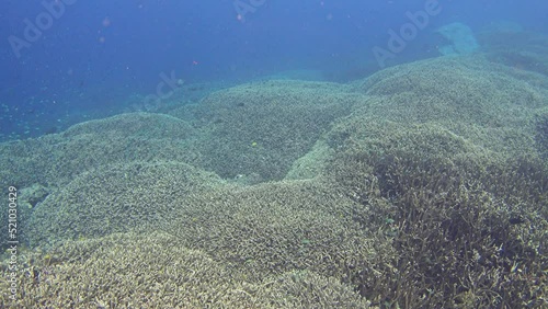 Huge field of acropora coral with thousands of damselfishes swimming on top photo