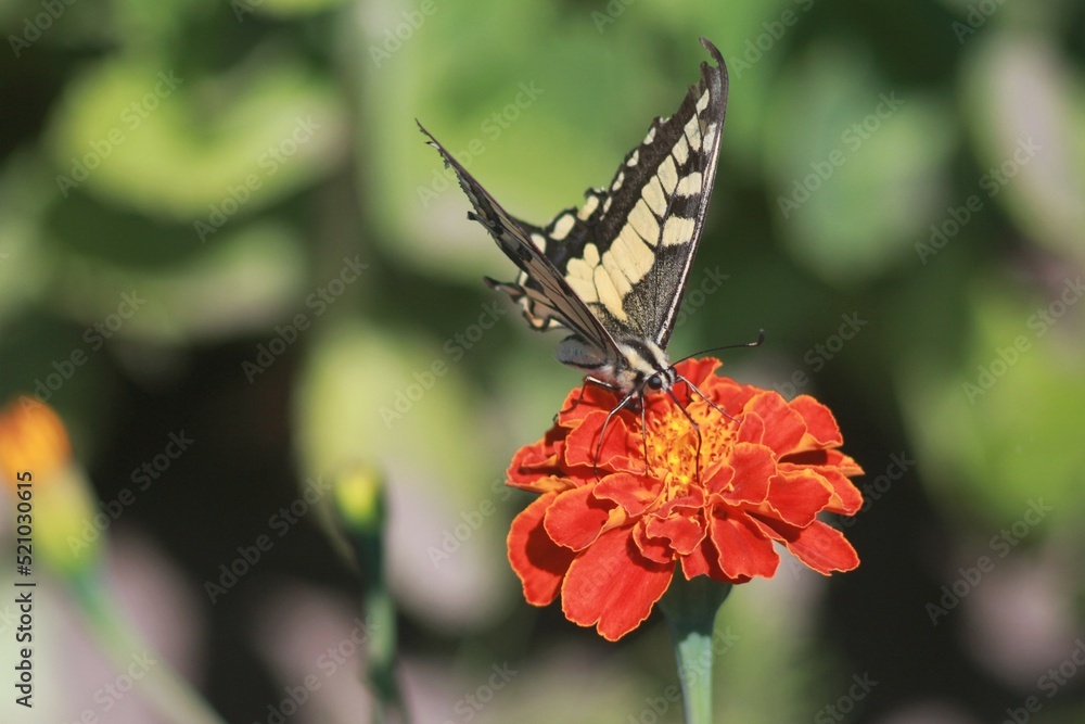 Swallowtail Butterfly on a Marigold Flower Swallowtail Butterfly on a Marigold Flower
