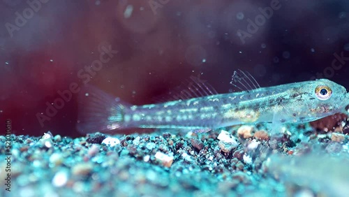 Tiny transparent goby (pygmy or dwarf) eating sand photo