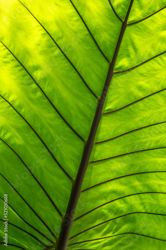 Closeup green and yellow leaf texture with leaves veins and grooves