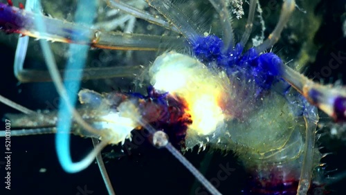 Boxer shrimp (Stenopus hispidus) eating, close up on head