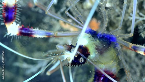 Boxer shrimp (Stenopus hispidus) eating, close up on head