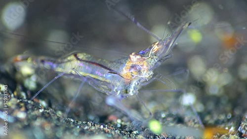 Wallpaper Mural Ghost shrimp (Periclimenes tenuipes), close up head Torontodigital.ca