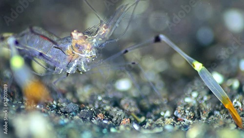 Ghost shrimp (Periclimenes tenuipes), close up head photo