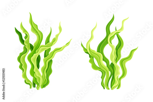 Green Spirulina Plant as Marine Algae Growing on Ocean Bottom Vector Set