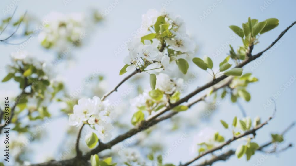 Spring apple flowers on apple branch trees blossom in the garden slow motion shot. Close-up apple blossom flower. Beautiful white flowers. Spring apple flowers on apple branch trees blossom in the garden slow motion shot. Close-up apple blossom flower. Beautiful white flowers.