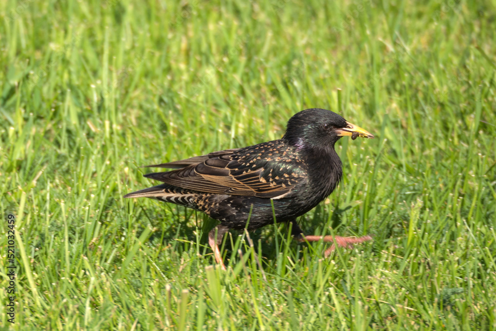 Fototapeta premium starling with worm in spring