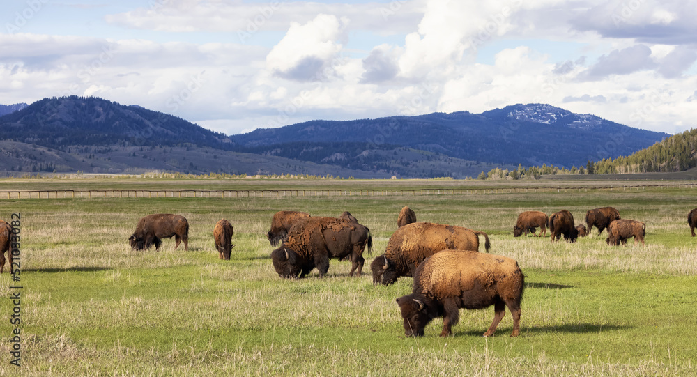 Bison eating grass in American Landscape. Yellowstone National Park. United States. Nature Background. Bison eating grass in American Landscape. Yellowstone National Park. United States. Nature Background.