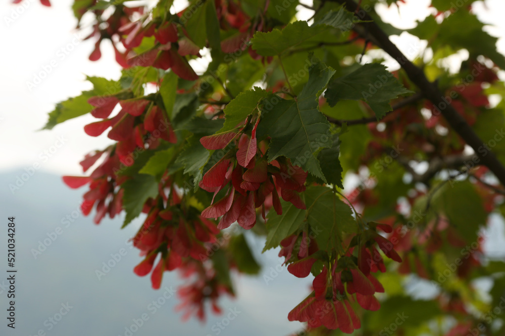 Clusters of red samaras or seed pods hang on Acer Tataricum tree Clusters of red samaras or seed pods hang on Acer Tataricum tree