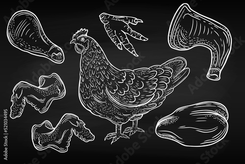 Chickens and pieces of chicken meat on a chalk board. Sketch illustration, lines. Production of a poultry farm. Diet chicken meat.