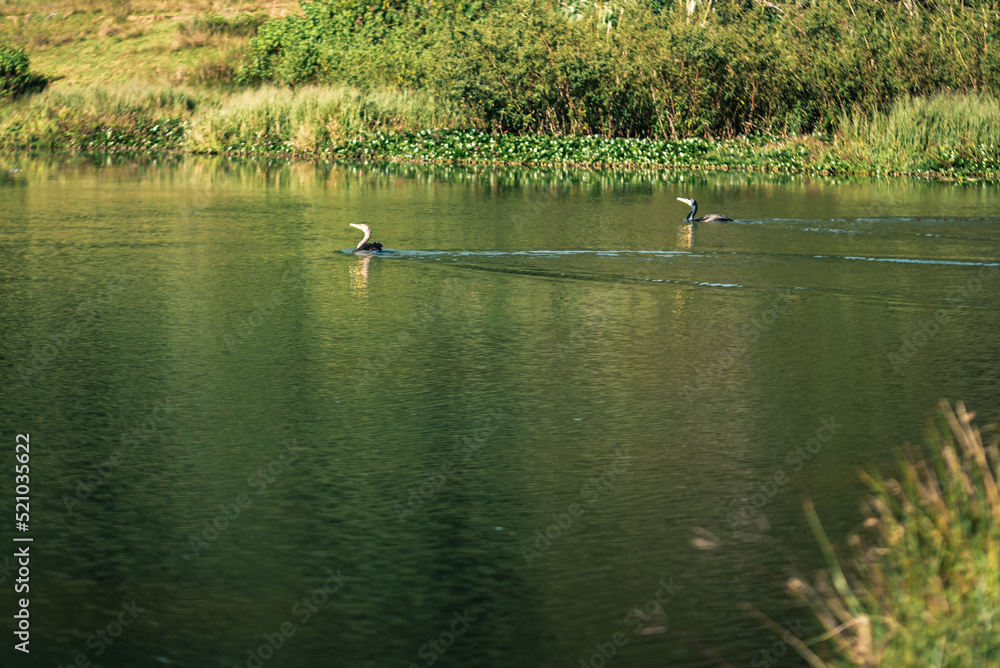 swans on the lake swimming with bushes in the background