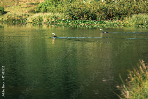 swans on the lake swimming with bushes in the background