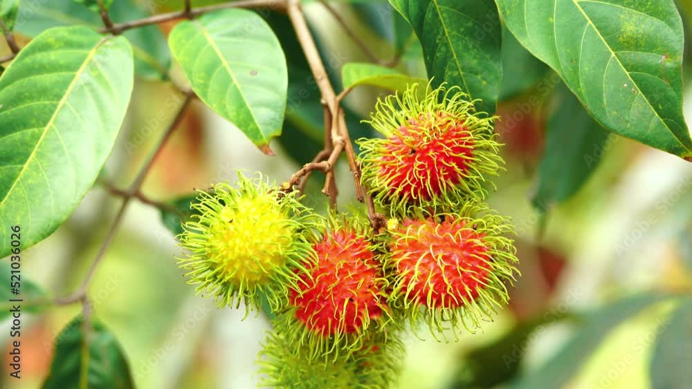 The red Beautiful Fresh rambutan fruit is on the rambutan tree. Appetizing Asia fruit, Peel half of the rambutan fruit The red Beautiful Fresh rambutan fruit is on the rambutan tree. Appetizing Asia fruit, Peel half of the rambutan fruit