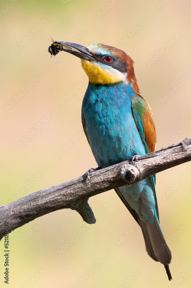 Obraz premium European bee-eater, Merops apiaster. A bird holds a bumblebee in its beak. Close-up
