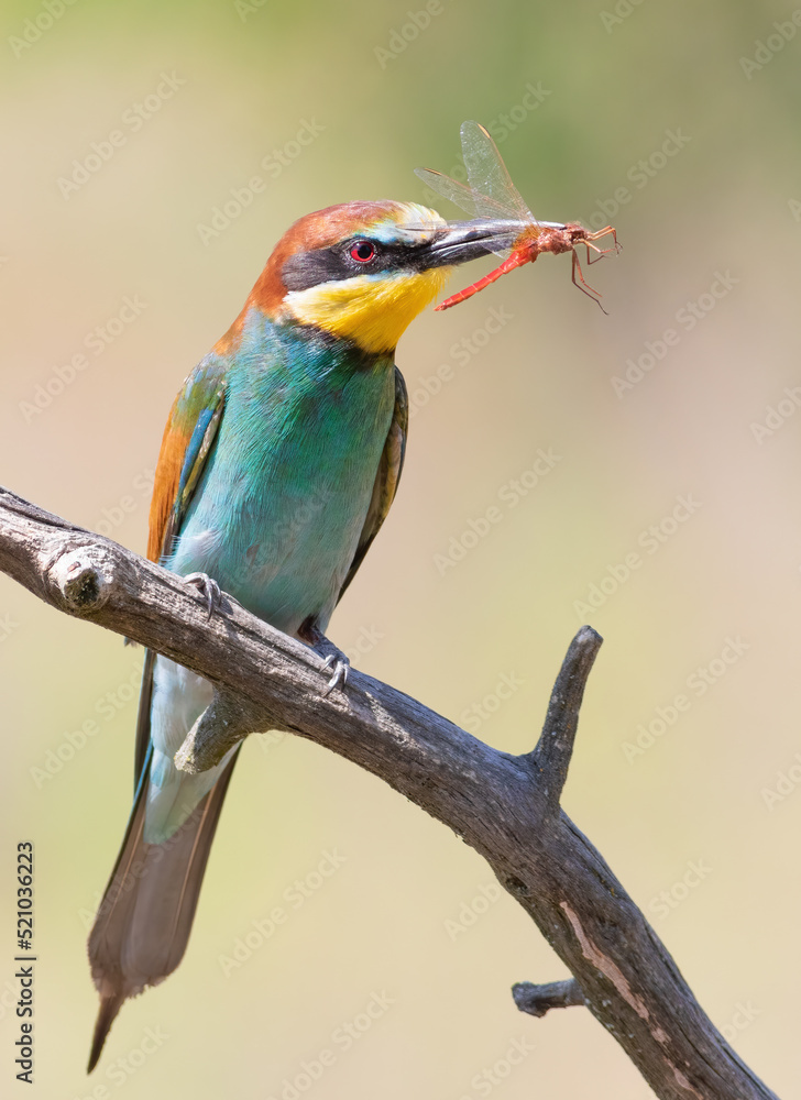 Obraz premium European bee-eater, Merops apiaster. A bird holds a dragonfly in its beak. Close-up