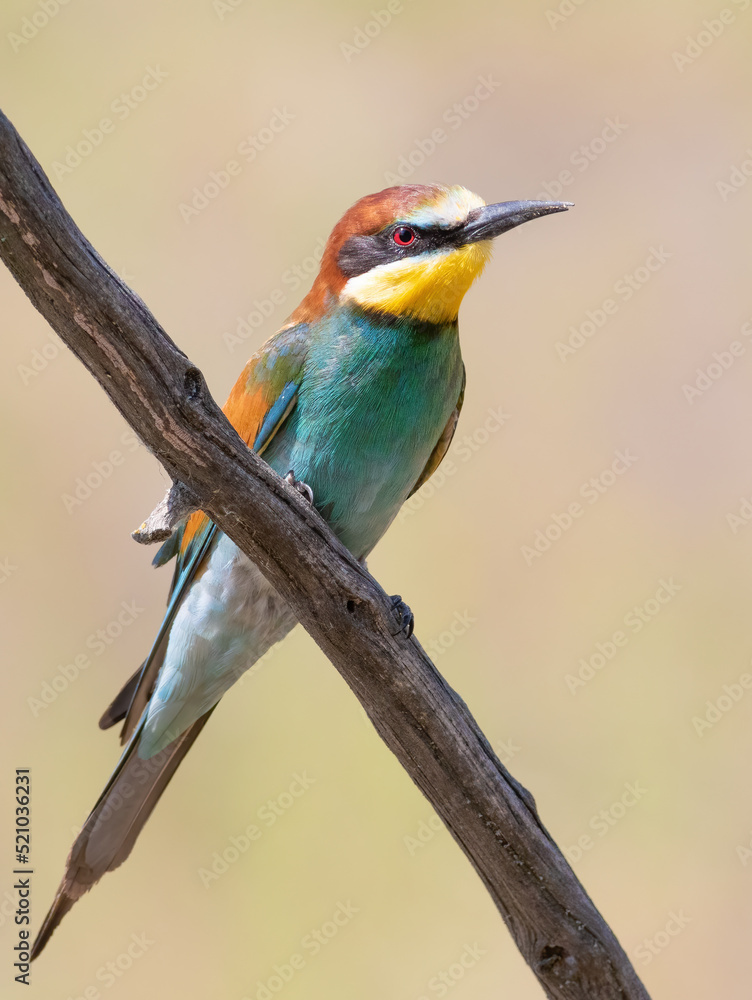 European bee-eater, Merops apiaster. A beautiful multicolored bird sits on a branch European bee-eater, Merops apiaster. A beautiful multicolored bird sits on a branch