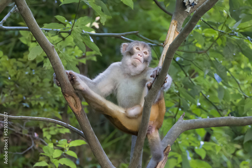 white tailed macaque on tree