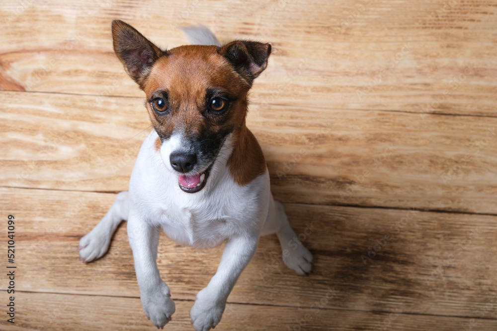 The Jack Russell Terrier dog is standing on the floor. View from the top of the dog standing on its hind legs. Dog on the floor The Jack Russell Terrier dog is standing on the floor. View from the top of the dog standing on its hind legs. Dog on the floor