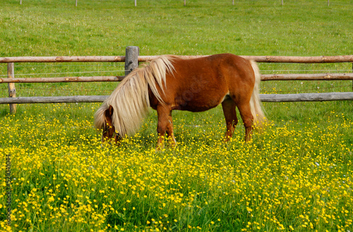 a blond Palomono pony grazing on the alpine meadow full of yellow spring flowers in the Bavarian village Steingaden next to the Wieskirche  Allgaeu or Allgau  Germany 