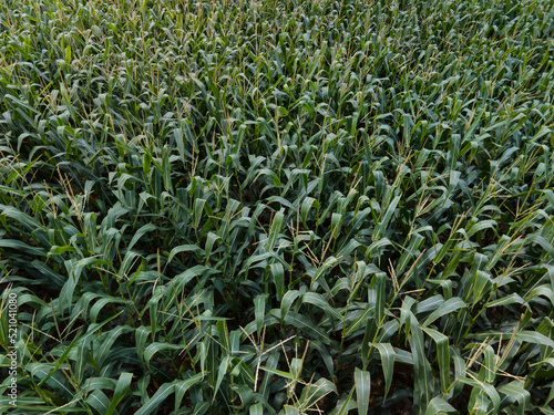 Natural texture. a corn plant from a great height. Aerial photography of a cornfield. Corn Farm