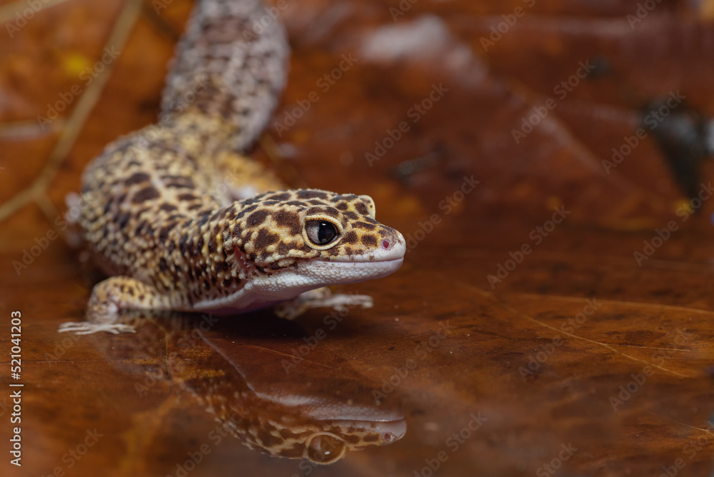 Naklejka premium Leopard gecko inside a dried leaf