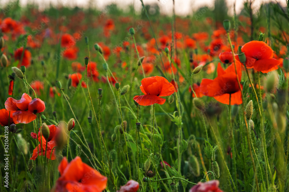 Fototapeta premium Red poppy flowers in a field. Poppies meadow