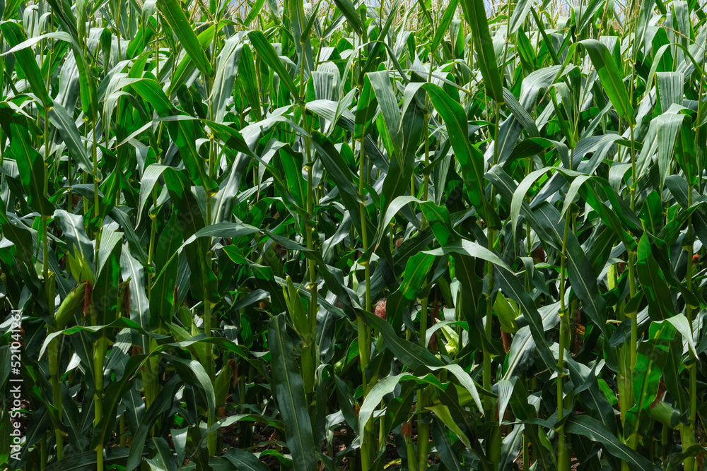 Natural texture. a corn plant from a great height. Aerial photography of a cornfield. Corn Farm Natural texture. a corn plant from a great height. Aerial photography of a cornfield. Corn Farm