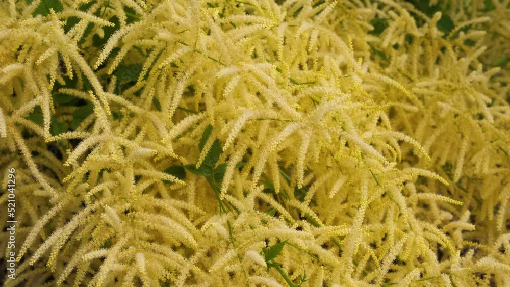 Yellow flowers on a branch, dense background of yellow flowers, dense background of fluffy and dense plants Yellow flowers on a branch, dense background of yellow flowers, dense background of fluffy and dense plants
