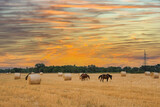 Fantastic beautiful landscape. Horses on a harvested wheat field among straw rolls against a beautiful sunset sky. Beautiful landscape with horses in the field