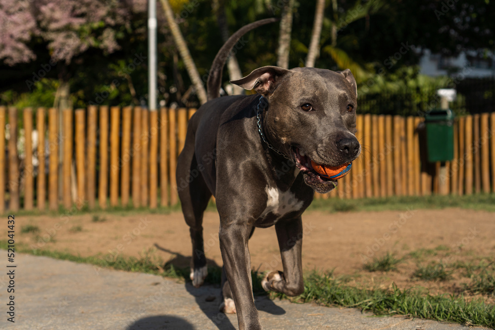 Blue nose Pit bull dog playing and having fun in the park at sunset. Selective focus