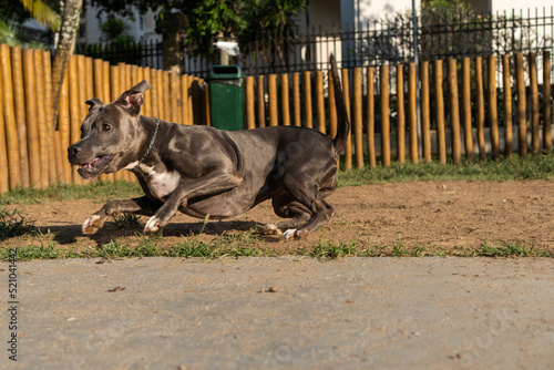 Blue nose Pit bull dog playing and having fun in the park at sunset. Selective focus