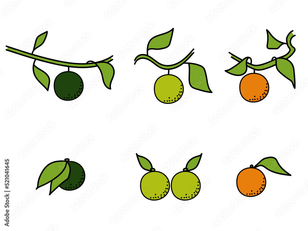 Obraz premium Citrus fruit on a branch and without, A set of bright fruits of varying degrees of maturity