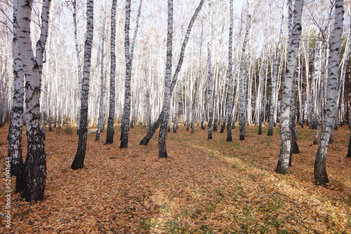 Birch forest