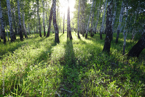 Birch forest