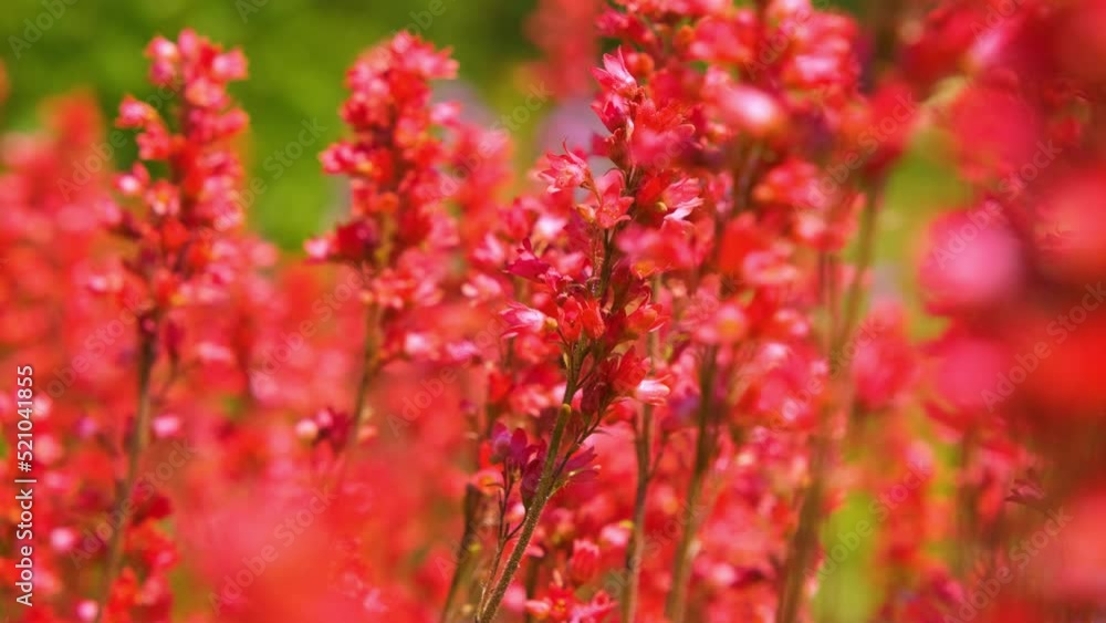 Shrub of red dense flowers, red flowers in soft focus with blurred background, floral background in red. Pink wildflowers swaying in the wind. Spring flowers with soft focus filter. Shrub of red dense flowers, red flowers in soft focus with blurred background, floral background in red. Pink wildflowers swaying in the wind. Spring flowers with soft focus filter.